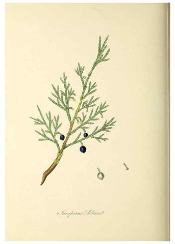 Reproducción/Reproduction 37971163861: Plantæ utiliores :. London :Whittaker & Co.,1842-1850.. 