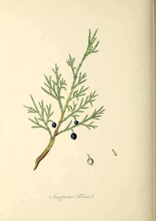Reproducción/Reproduction 37971163861: Plantæ utiliores :. London :Whittaker & Co.,1842-1850.. 
