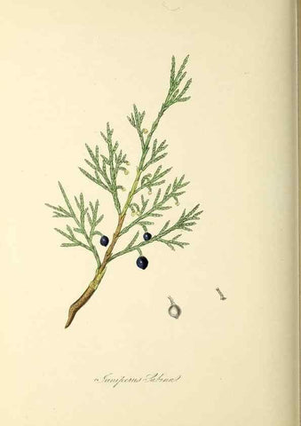 Reproducción/Reproduction 37971163861: Plantæ utiliores :. London :Whittaker & Co.,1842-1850.. 