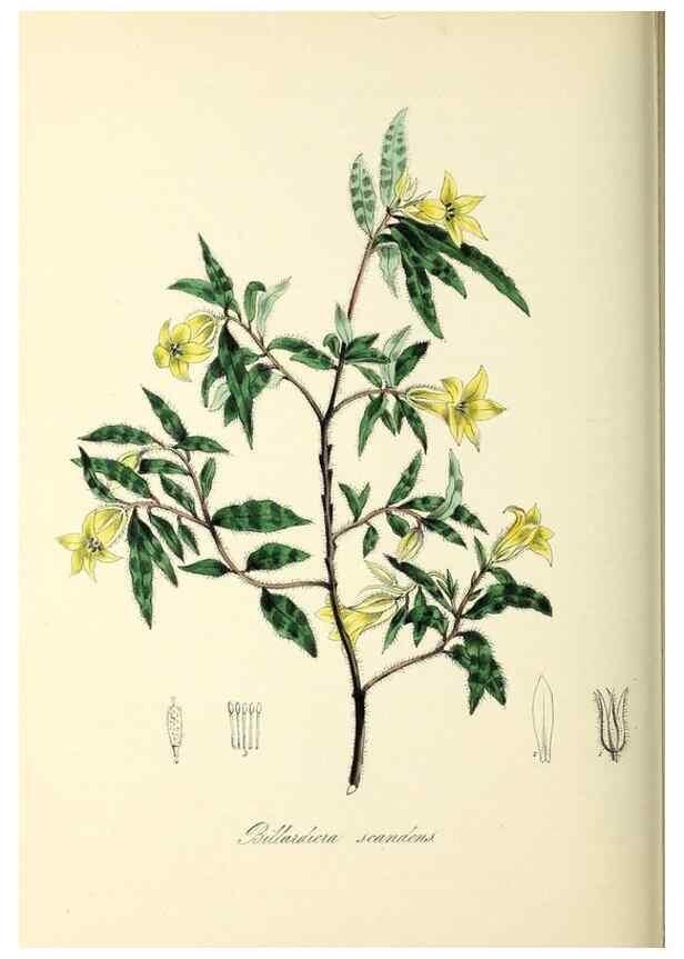 Reproducción/Reproduction 37971165431: Plantæ utiliores :. London :Whittaker & Co.,1842-1850.. 