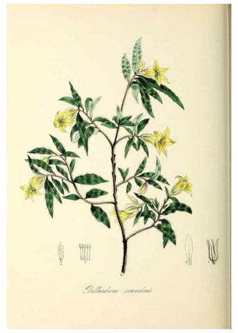 Reproducción/Reproduction 37971165431: Plantæ utiliores :. London :Whittaker & Co.,1842-1850.. 