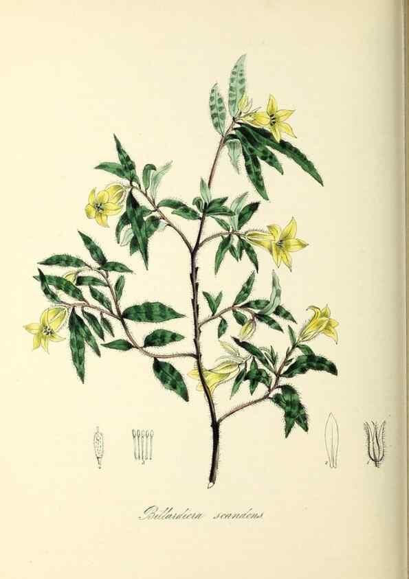 Reproducción/Reproduction 37971165431: Plantæ utiliores :. London :Whittaker & Co.,1842-1850.. 