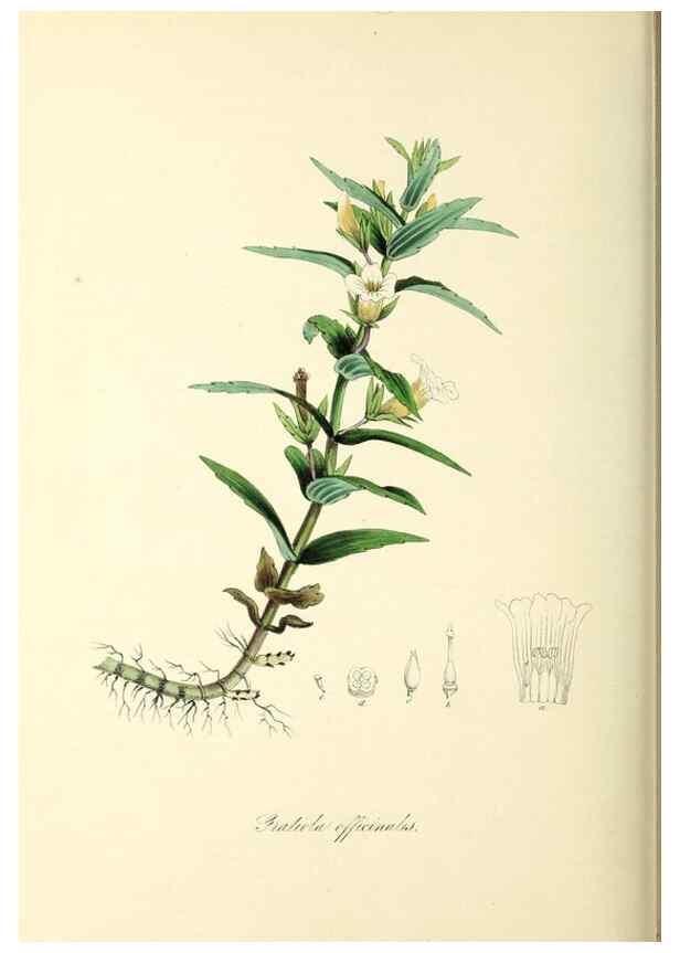 Reproducción/Reproduction 37971167091: Plantæ utiliores :. London :Whittaker & Co.,1842-1850.. 
