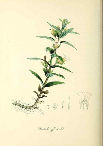 Reproducción/Reproduction 37971167091: Plantæ utiliores :. London :Whittaker & Co.,1842-1850.. 