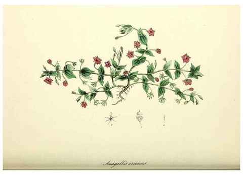 Reproducción/Reproduction 37971168971: Plantæ utiliores :. London :Whittaker & Co.,1842-1850.. 