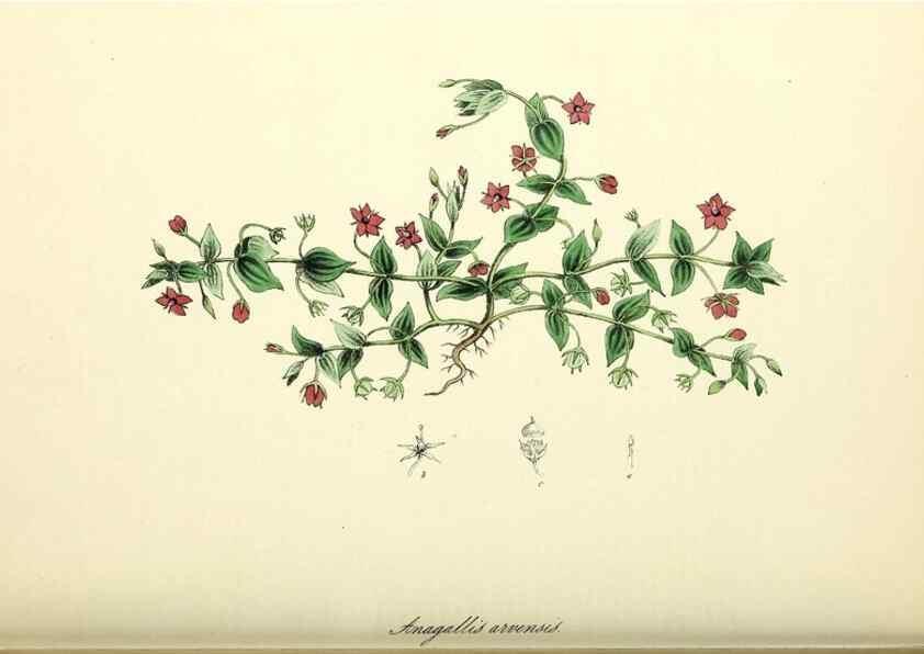 Reproducción/Reproduction 37971168971: Plantæ utiliores :. London :Whittaker & Co.,1842-1850.. 