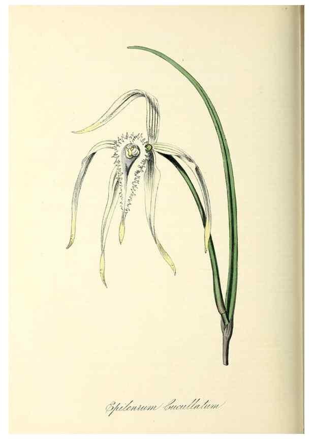 Reproducción/Reproduction 37971170361: Plantæ utiliores :. London :Whittaker & Co.,1842-1850.. 