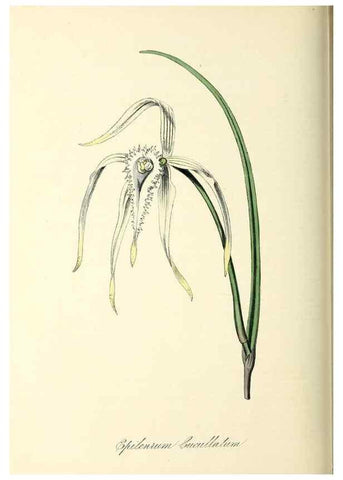Reproducción/Reproduction 37971170361: Plantæ utiliores :. London :Whittaker & Co.,1842-1850.. 