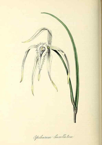 Reproducción/Reproduction 37971170361: Plantæ utiliores :. London :Whittaker & Co.,1842-1850.. 