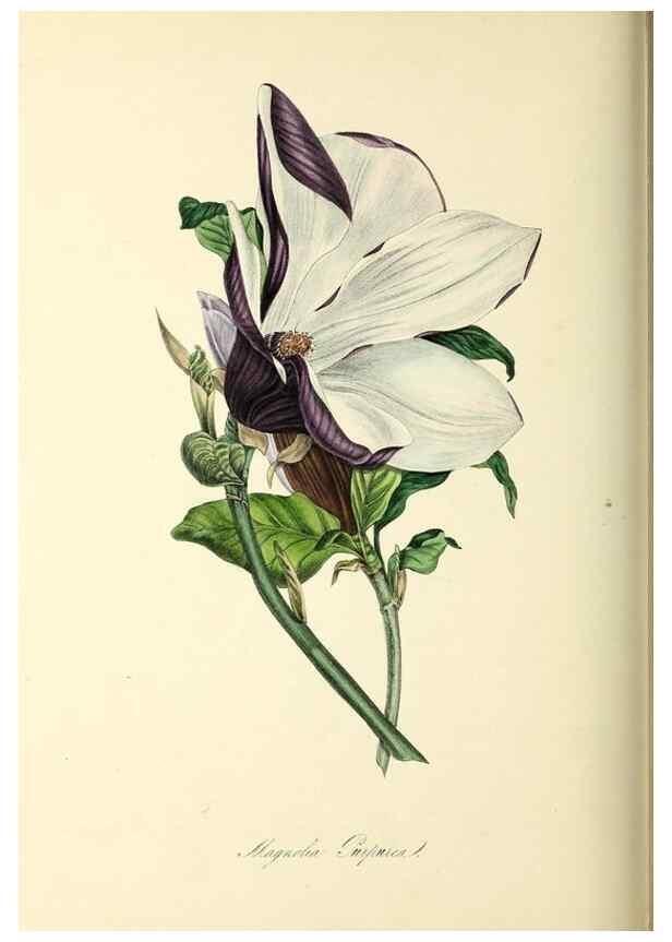 Reproducción/Reproduction 37971171811: Plantæ utiliores :. London :Whittaker & Co.,1842-1850.. 