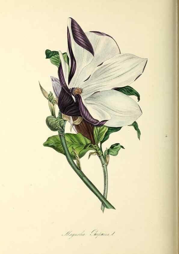 Reproducción/Reproduction 37971171811: Plantæ utiliores :. London :Whittaker & Co.,1842-1850.. 