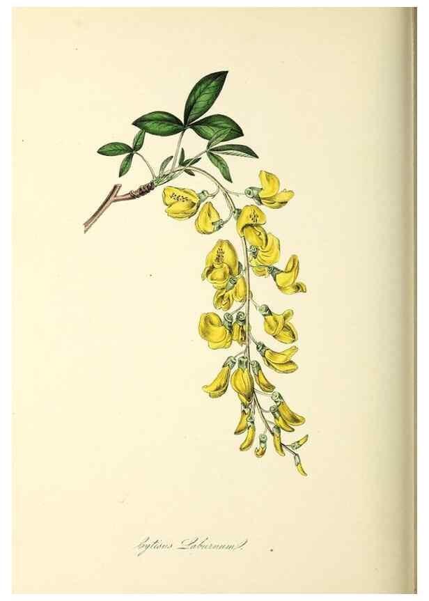 Reproducción/Reproduction 37971173321: Plantæ utiliores :. London :Whittaker & Co.,1842-1850.. 