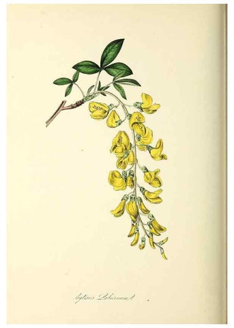 Reproducción/Reproduction 37971173321: Plantæ utiliores :. London :Whittaker & Co.,1842-1850.. 