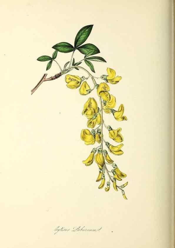 Reproducción/Reproduction 37971173321: Plantæ utiliores :. London :Whittaker & Co.,1842-1850.. 