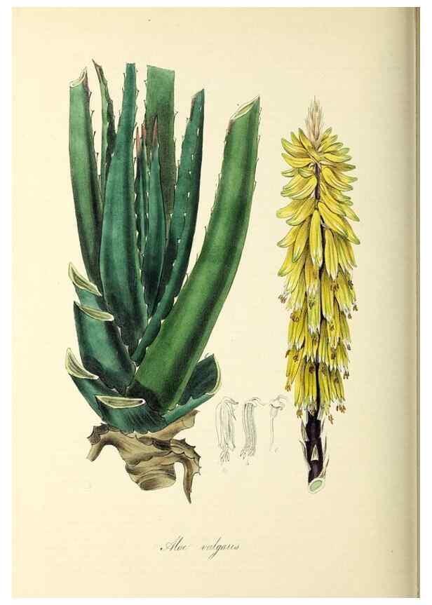 Reproducción/Reproduction 37971174941: Plantæ utiliores :. London :Whittaker & Co.,1842-1850.. 