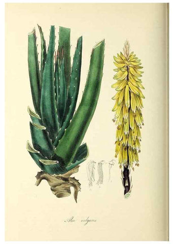 Reproducción/Reproduction 37971174941: Plantæ utiliores :. London :Whittaker & Co.,1842-1850.. 