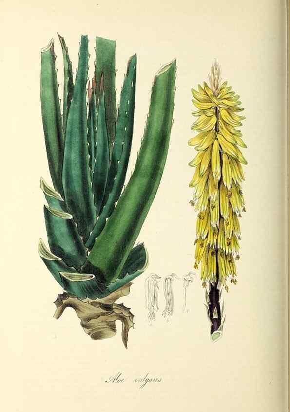Reproducción/Reproduction 37971174941: Plantæ utiliores :. London :Whittaker & Co.,1842-1850.. 