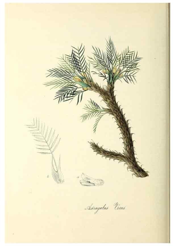 Reproducción/Reproduction 37971176661: Plantæ utiliores :. London :Whittaker & Co.,1842-1850.. 