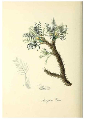 Reproducción/Reproduction 37971176661: Plantæ utiliores :. London :Whittaker & Co.,1842-1850.. 