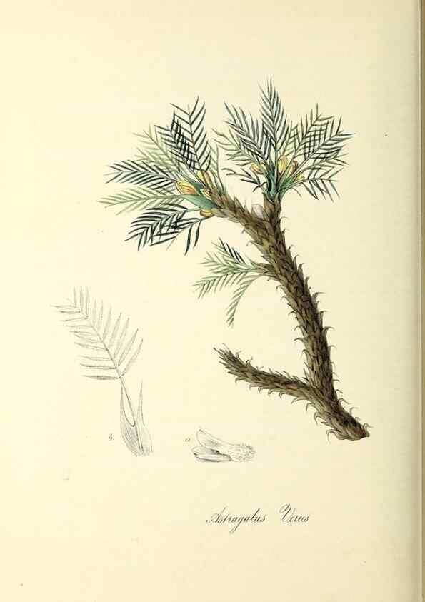 Reproducción/Reproduction 37971176661: Plantæ utiliores :. London :Whittaker & Co.,1842-1850.. 