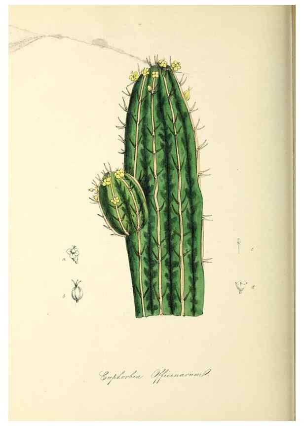 Reproducción/Reproduction 37917686476: Plantæ utiliores :. London :Whittaker & Co.,1842-1850.. 