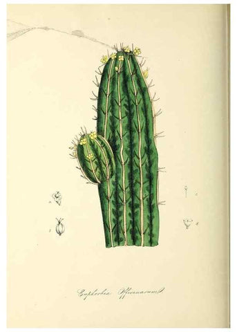 Reproducción/Reproduction 37917686476: Plantæ utiliores :. London :Whittaker & Co.,1842-1850.. 