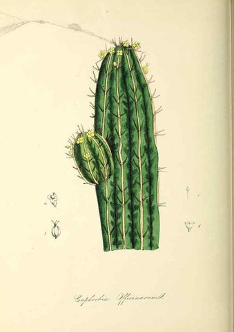 Reproducción/Reproduction 37917686476: Plantæ utiliores :. London :Whittaker & Co.,1842-1850.. 