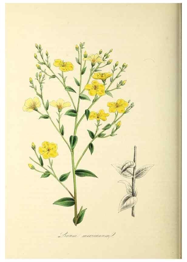 Reproducción/Reproduction 26195776459: Plantæ utiliores :. London :Whittaker & Co.,1842-1850.. 