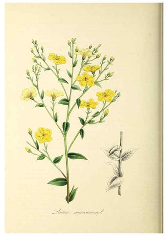 Reproducción/Reproduction 26195776459: Plantæ utiliores :. London :Whittaker & Co.,1842-1850.. 