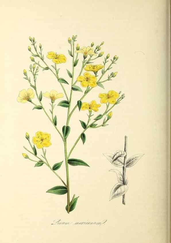 Reproducción/Reproduction 26195776459: Plantæ utiliores :. London :Whittaker & Co.,1842-1850.. 