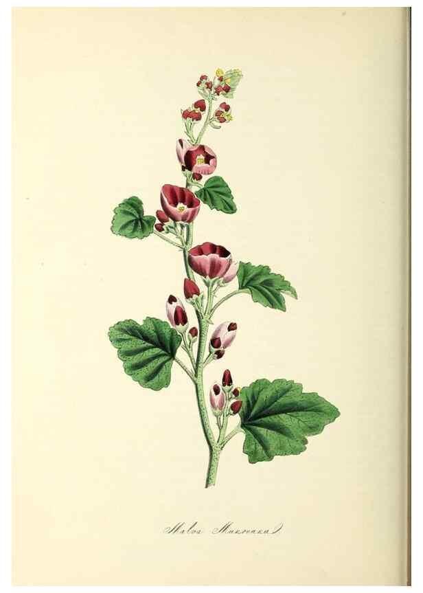Reproducción/Reproduction 37971144661: Plantæ utiliores :. London :Whittaker & Co.,1842-1850.. 
