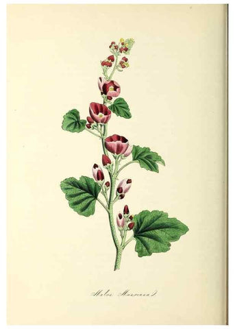 Reproducción/Reproduction 37971144661: Plantæ utiliores :. London :Whittaker & Co.,1842-1850.. 