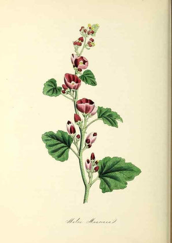 Reproducción/Reproduction 37971144661: Plantæ utiliores :. London :Whittaker & Co.,1842-1850.. 