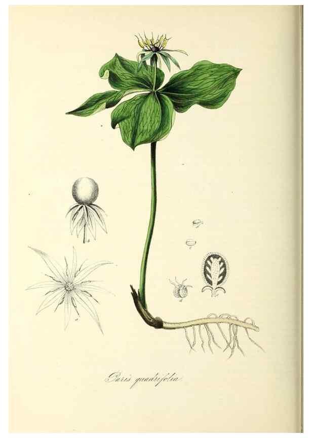 Reproducción/Reproduction 37940793222: Plantæ utiliores :. London :Whittaker & Co.,1842-1850.. 