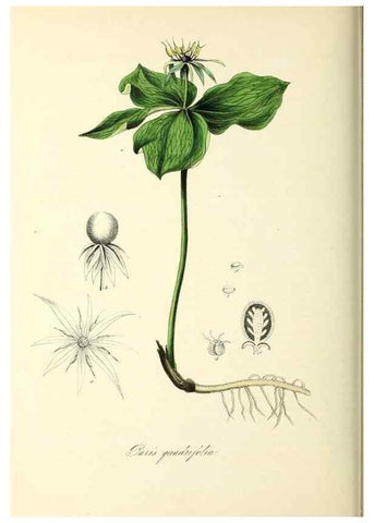 Reproducción/Reproduction 37940793222: Plantæ utiliores :. London :Whittaker & Co.,1842-1850.. 