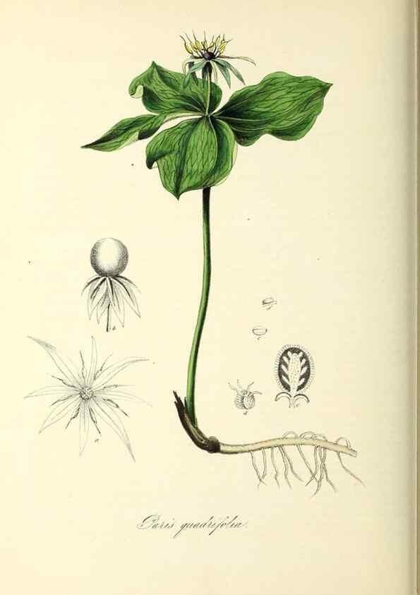 Reproducción/Reproduction 37940793222: Plantæ utiliores :. London :Whittaker & Co.,1842-1850.. 