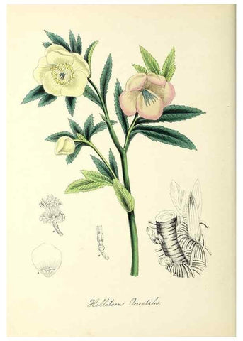 Reproducción/Reproduction 37971108961: Plantæ utiliores :. London :Whittaker & Co.,1842-1850.. 