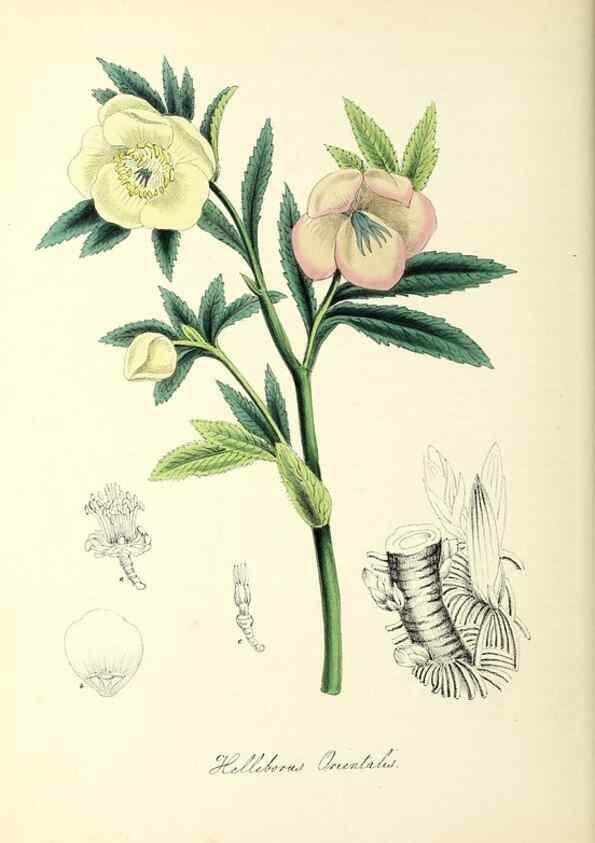 Reproducción/Reproduction 37971108961: Plantæ utiliores :. London :Whittaker & Co.,1842-1850.. 