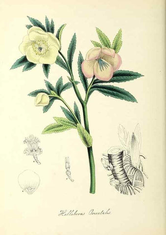 Reproducción/Reproduction 37971108961: Plantæ utiliores :. London :Whittaker & Co.,1842-1850.. 