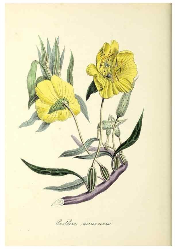 Reproducción/Reproduction 37917650366: Plantæ utiliores :. London :Whittaker & Co.,1842-1850.. 