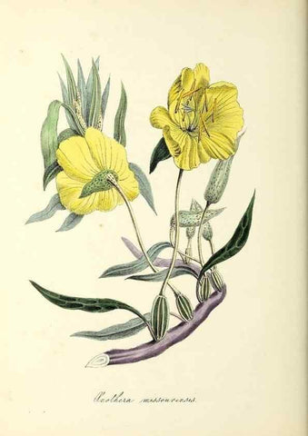 Reproducción/Reproduction 37917650366: Plantæ utiliores :. London :Whittaker & Co.,1842-1850.. 