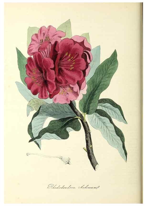 Reproducción/Reproduction 37917651426: Plantæ utiliores :. London :Whittaker & Co.,1842-1850.. 
