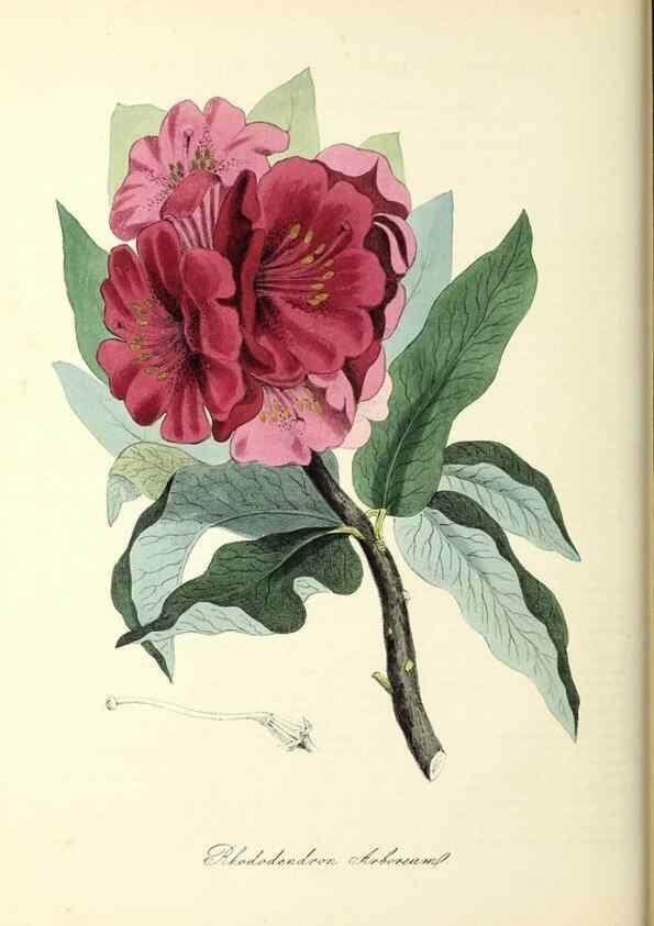 Reproducción/Reproduction 37917651426: Plantæ utiliores :. London :Whittaker & Co.,1842-1850.. 