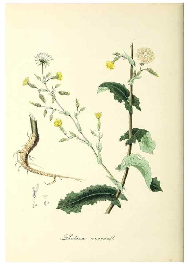Reproducción/Reproduction 37917652746: Plantæ utiliores :. London :Whittaker & Co.,1842-1850.. 
