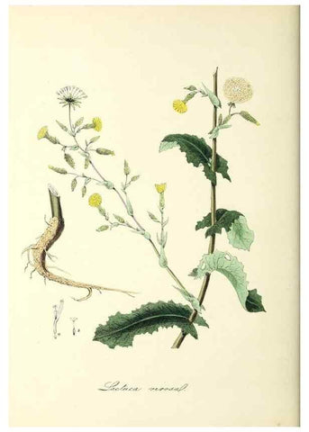 Reproducción/Reproduction 37917652746: Plantæ utiliores :. London :Whittaker & Co.,1842-1850.. 