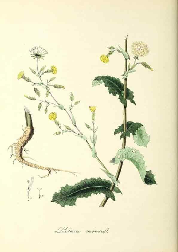Reproducción/Reproduction 37917652746: Plantæ utiliores :. London :Whittaker & Co.,1842-1850.. 