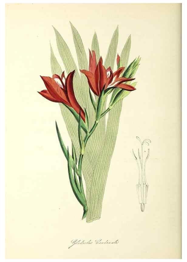 Reproducción/Reproduction 37917654016: Plantæ utiliores :. London :Whittaker & Co.,1842-1850.. 