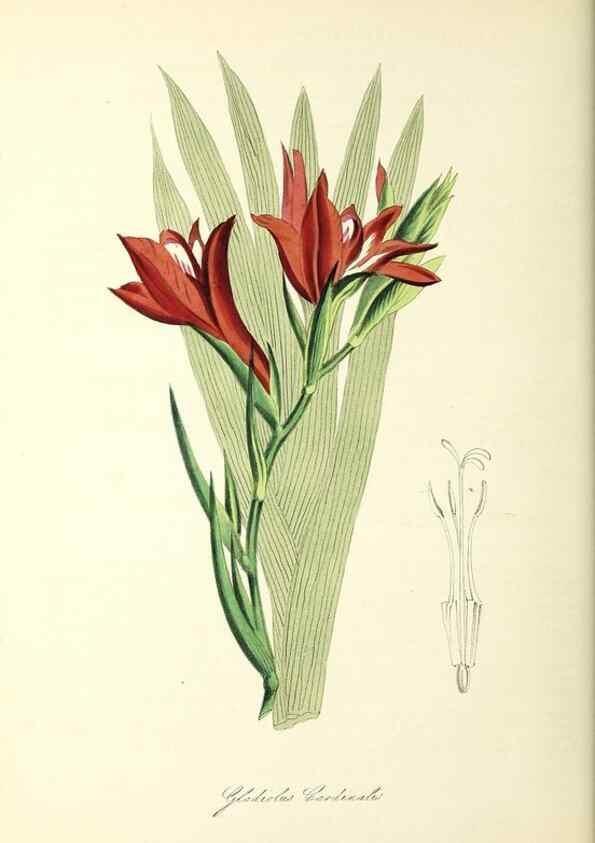 Reproducción/Reproduction 37917654016: Plantæ utiliores :. London :Whittaker & Co.,1842-1850.. 