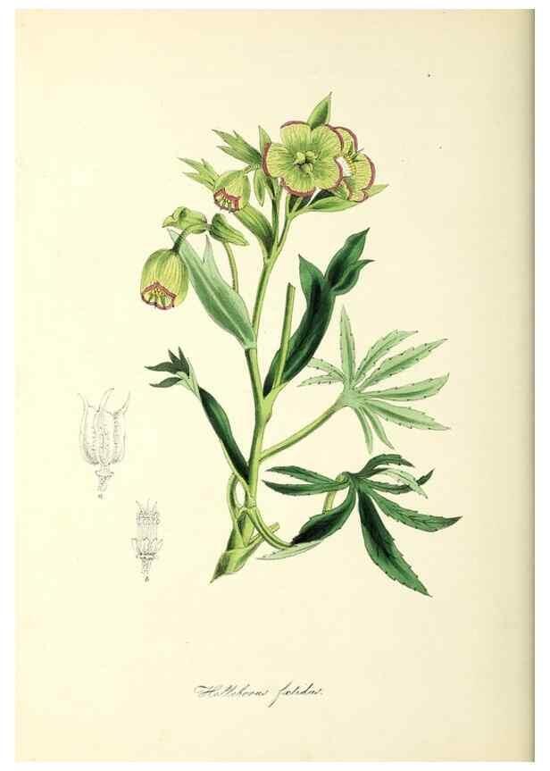 Reproducción/Reproduction 37917655406: Plantæ utiliores :. London :Whittaker & Co.,1842-1850.. 