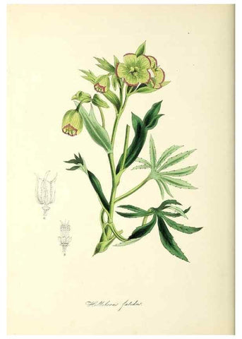 Reproducción/Reproduction 37917655406: Plantæ utiliores :. London :Whittaker & Co.,1842-1850.. 